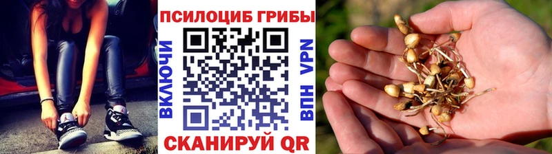Псилоцибиновые грибы Psilocybe  Усть-Лабинск 